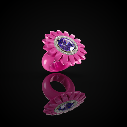 The Barberton Daisy
